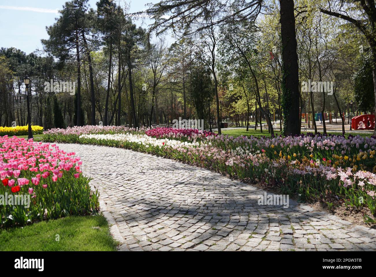 Pink Tulips, white tulips, pink tulips red tulips  and Flowers on the walkwayEmirgan Park Istanbul 2021 Stock Photo