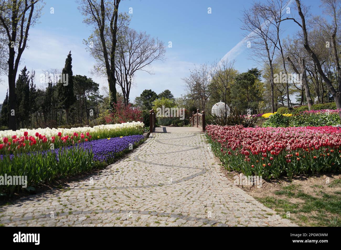 Pink Tulips, white tulips, pink tulips red tulips  and Flowers on the walkwayEmirgan Park Istanbul 2021 Stock Photo