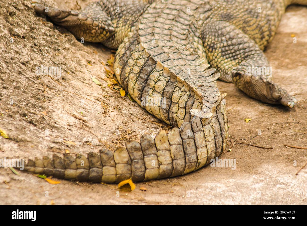 The crocodile's tail has many scales. The tip of the agave is very