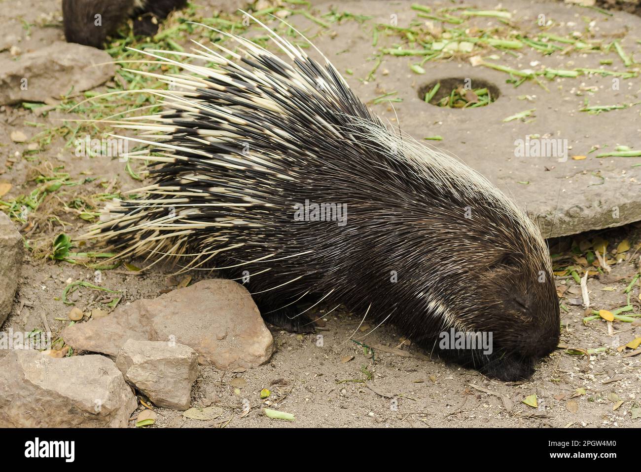 Malayan Porcupine walks in the sand looking for food. It has a large