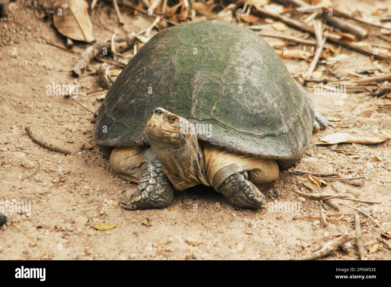 Yellow-headed Temple Turtle (Hieremys annandalii) on sand Hieremys ...