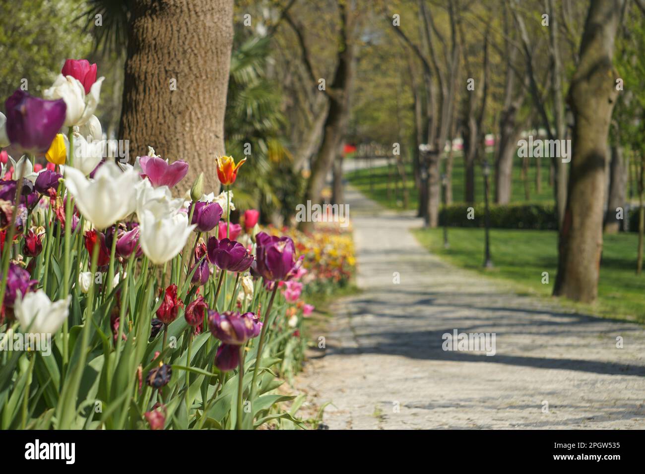 Pink Tulips, white tulips, pink tulips red tulips  and Flowers on the walkwayEmirgan Park Istanbul 2021 Stock Photo