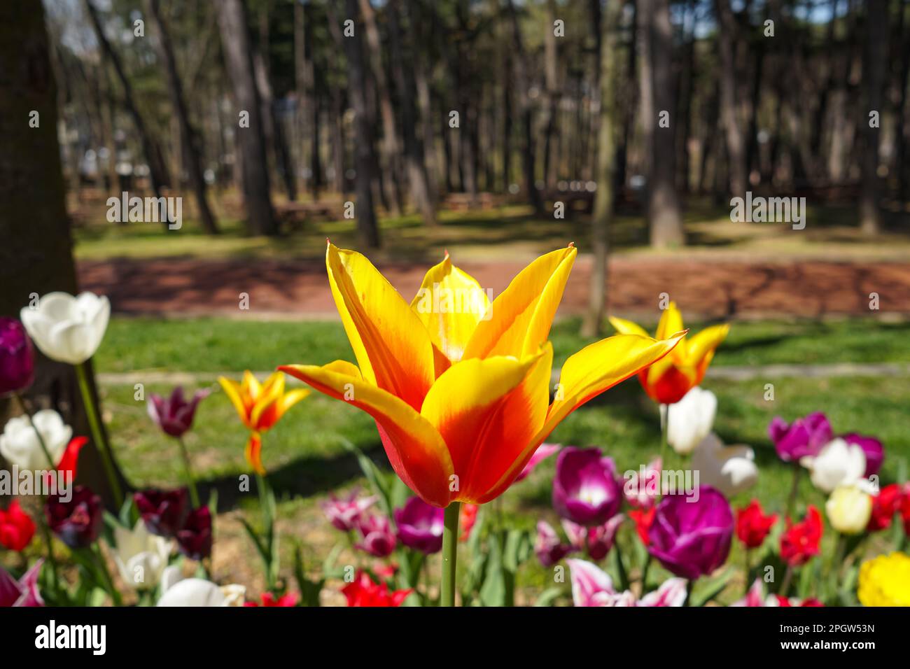 Yellow Tulips, white tulips, pink tulips red tulips  and Flowers on the walkwayEmirgan Park Istanbul 2021 Stock Photo