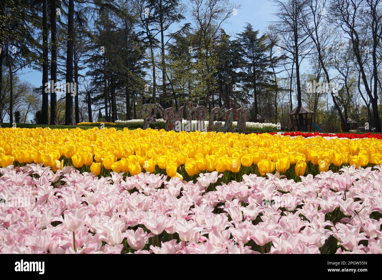 Yellow Tulips, white tulips, pink tulips red tulips  and Flowers on the walkwayEmirgan Park Istanbul 2021 Stock Photo
