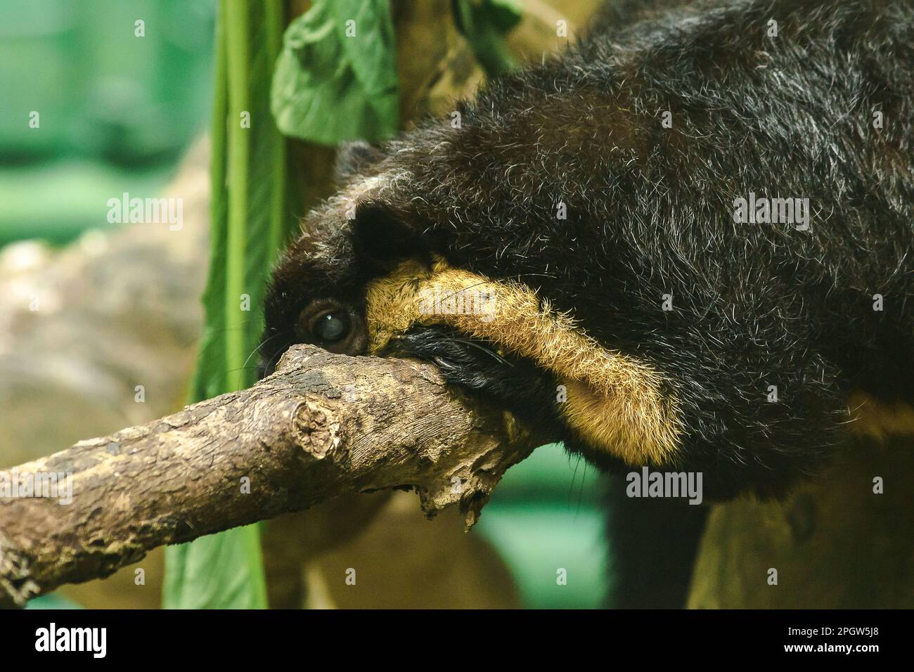 The Black Giant Squirrel was lying on a large branch. Black Giant Squirrel (Ratufa bicolor) is a large squirrel. The feathers on the top of the body a Stock Photo