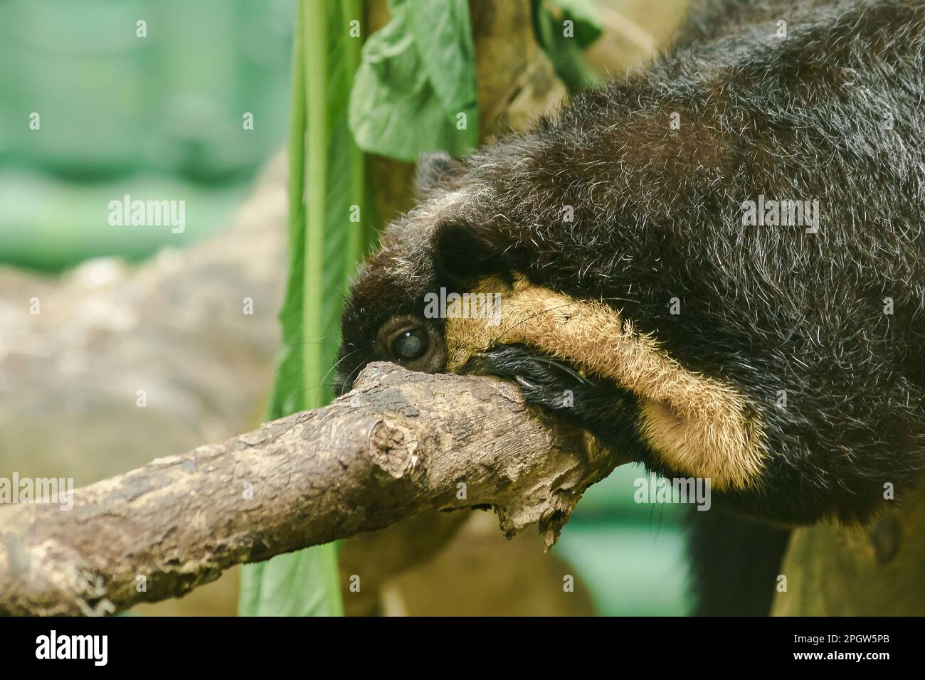 The Black Giant Squirrel was lying on a large branch. Black Giant Squirrel (Ratufa bicolor) is a large squirrel. The feathers on the top of the body a Stock Photo