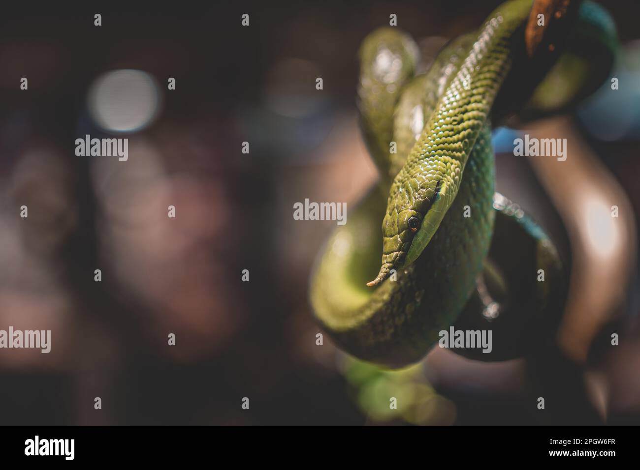 A closeup of a rhinoceros ratsnake on the branch of a tree Stock Photo