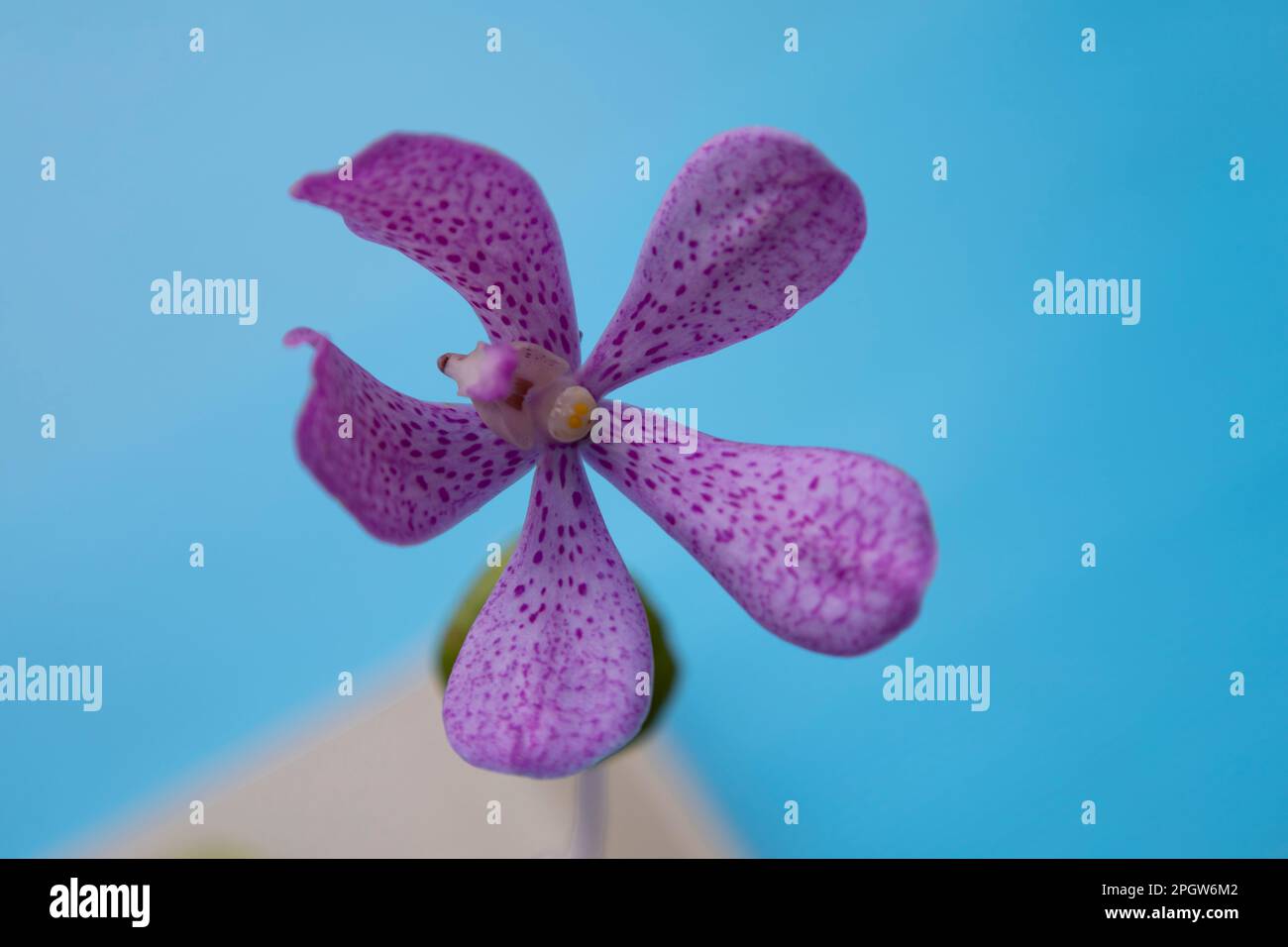 Close up Purple Orchids Vanda isolated on white background, Vanda coerulea Stock Photo