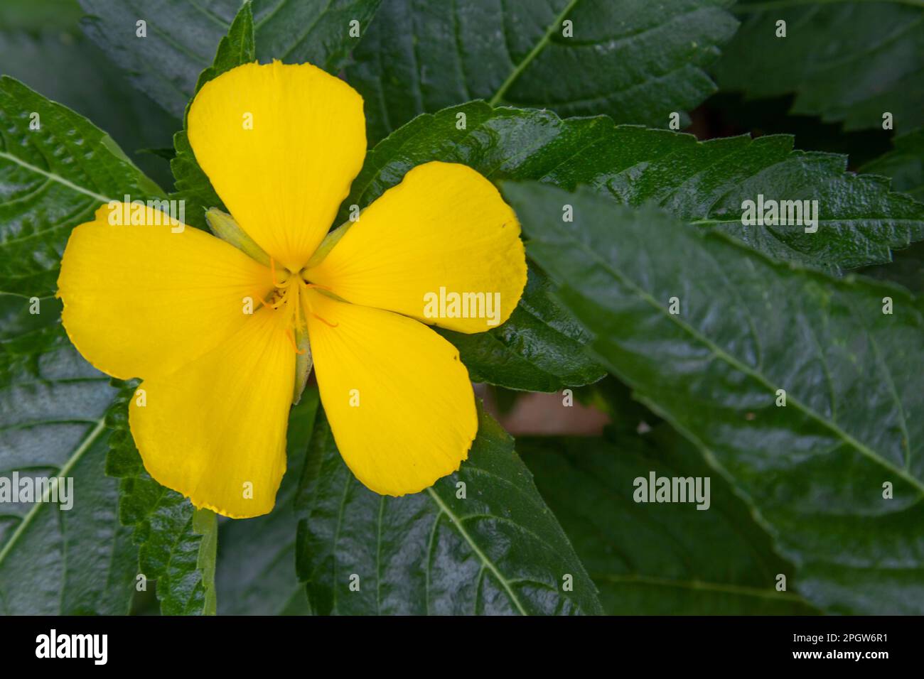 Turnera ulmifolia flower (the ramgoat dashalong or yellow alder) Turnera diffusa yellow flower Stock Photo
