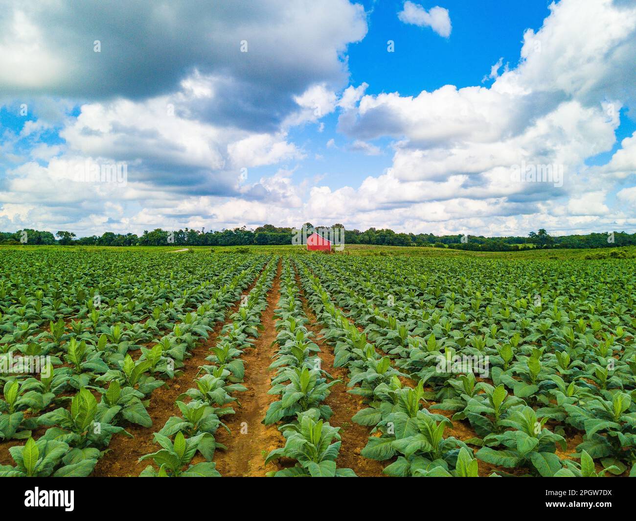 A large, vibrant green field with multiple rows of freshly grown ...
