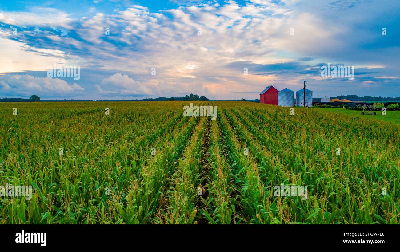 A large, vibrant green field with multiple rows of freshly grown ...