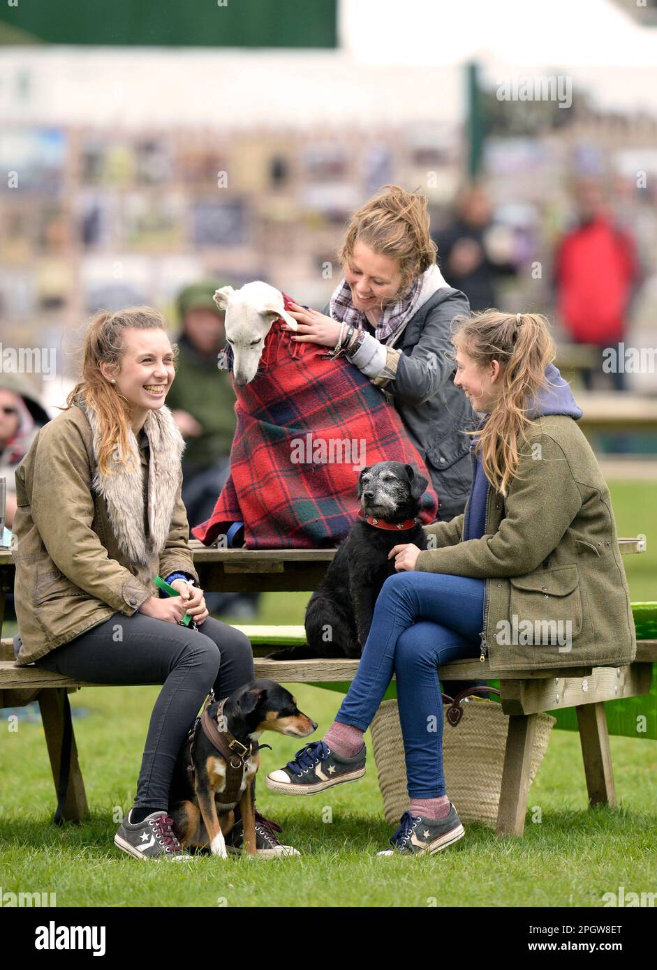 A Greyhound dog wrapped up in a rug from the rain at The Badminton Horse Trials in Gloucestershire, UK. Stock Photo