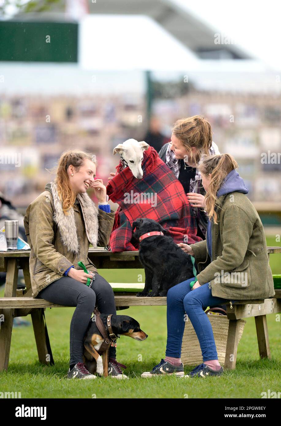A Greyhound dog wrapped up in a rug from the rain at The Badminton Horse Trials in Gloucestershire, UK. Stock Photo