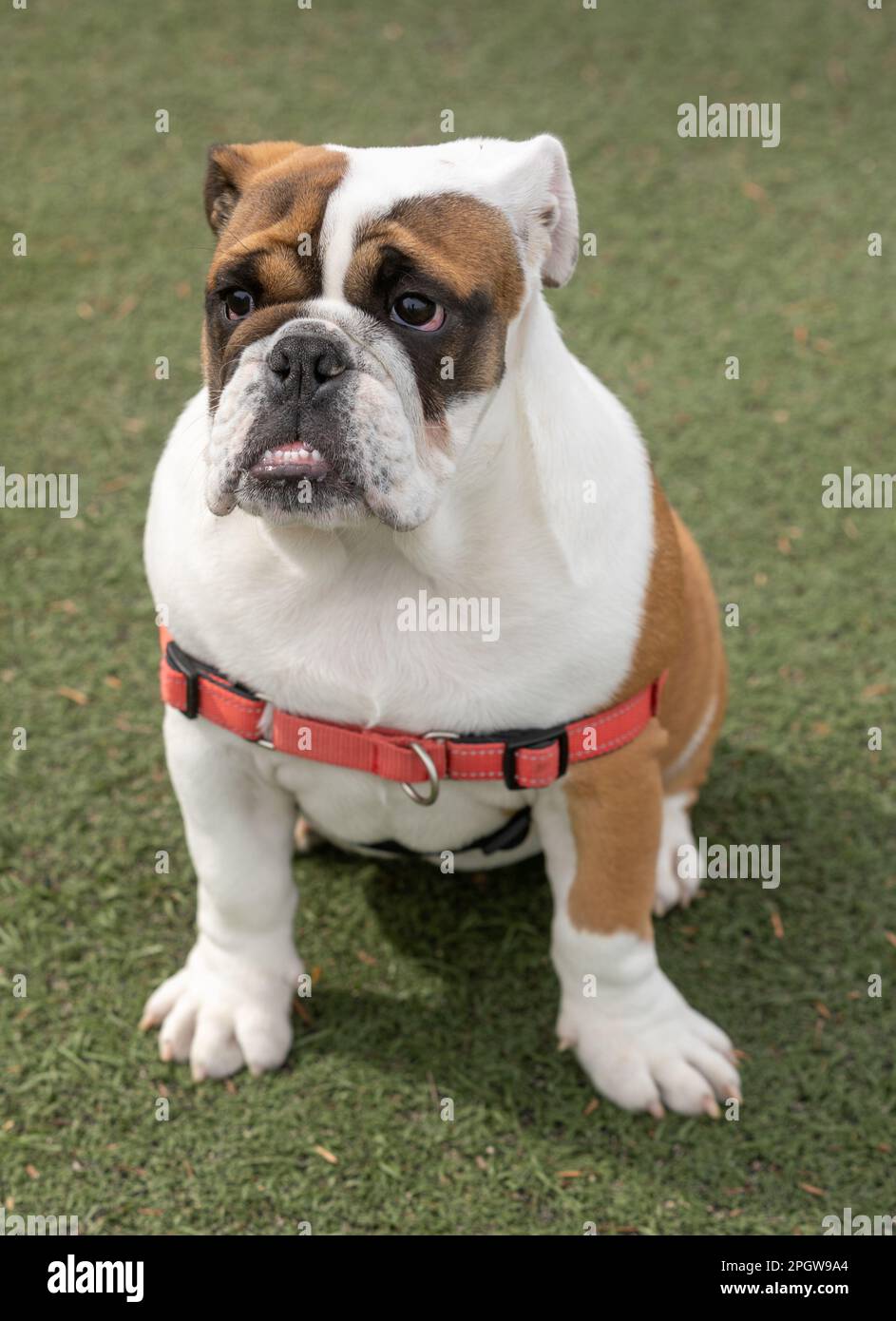 6-Months-Old Red and White English Bulldog Female. Off-leash dog park in Northern California. Stock Photo