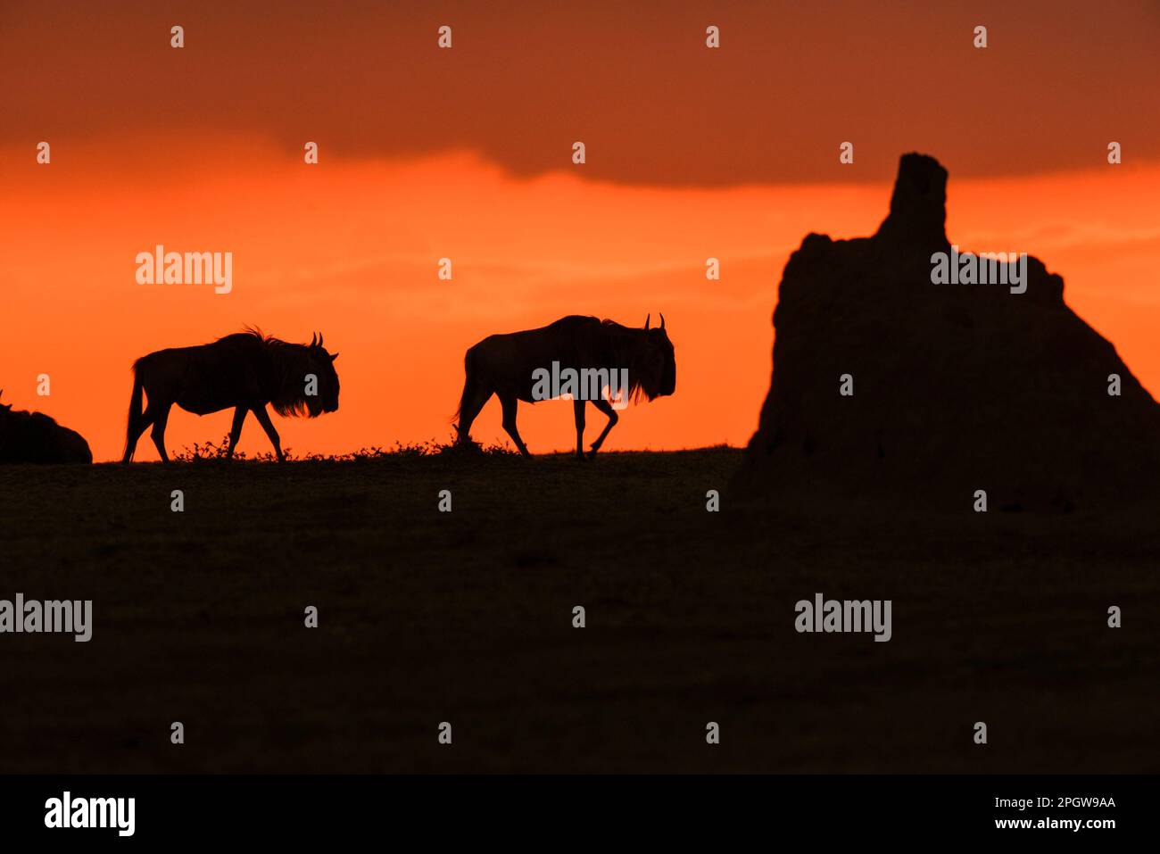 Wildebeests at sunset and termite mound in Maasai Mara Kenya East Africa Stock Photo