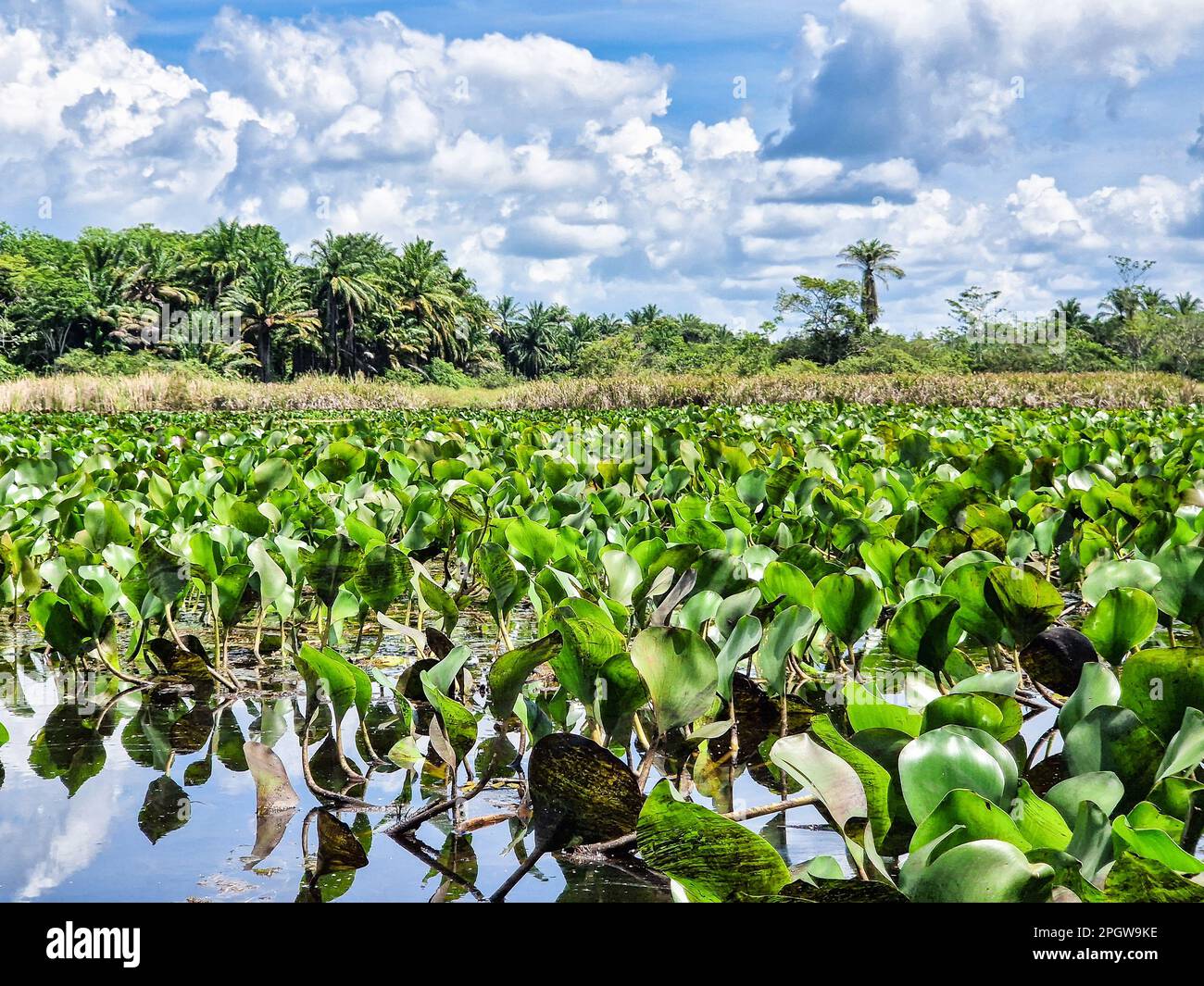 Canoe tour on the Pantanal Marimbus, waters of many rivers and abundant ...