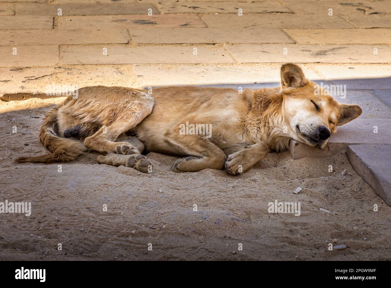 Stray dog sleeping on the ground in the Temple of Karnak, Luxor Egypt