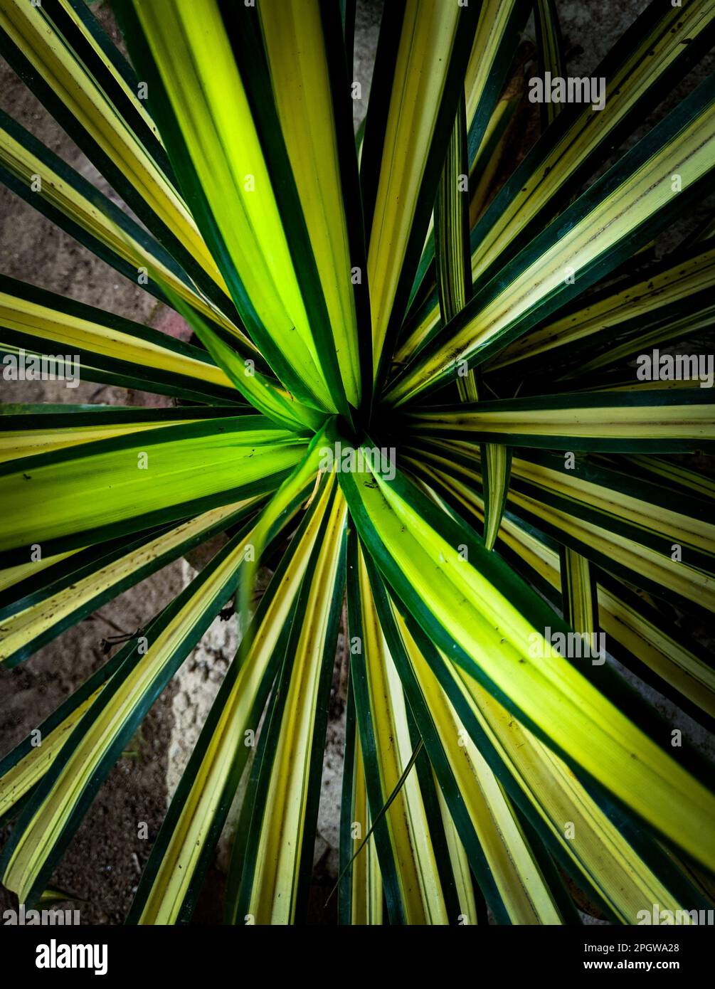 A top view of a variegated yucca plant with yellow stripes Stock Photo