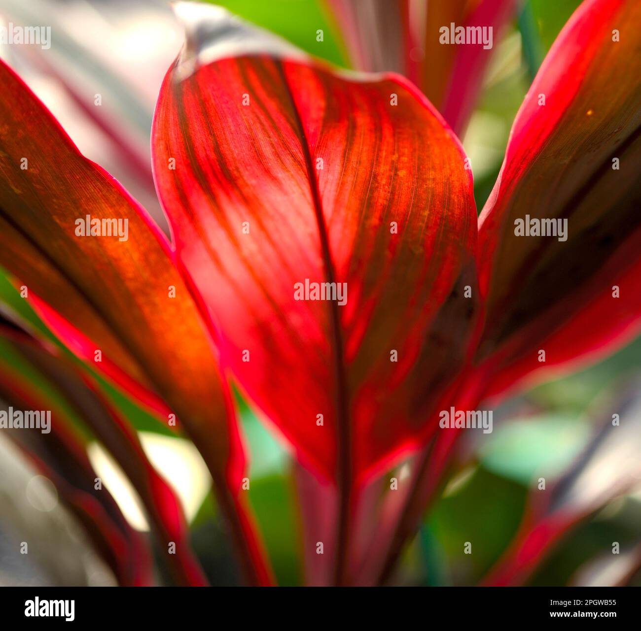 Image of backlit red leaves of a Ti plant (Cordyline fruticosa) Stock Photo