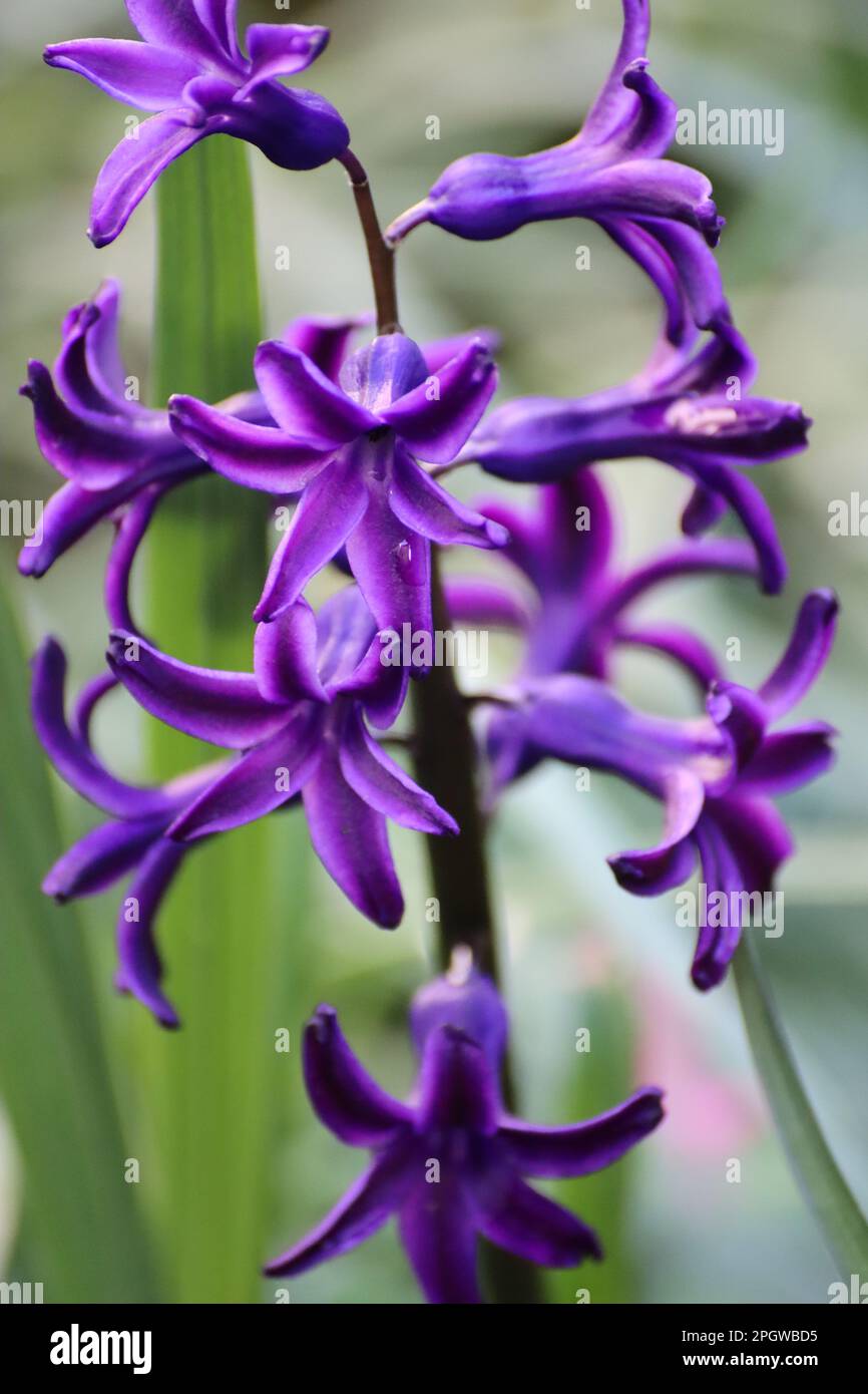 Blue garden hyacinth in spring (Hyacinthus orientalis) Stock Photo