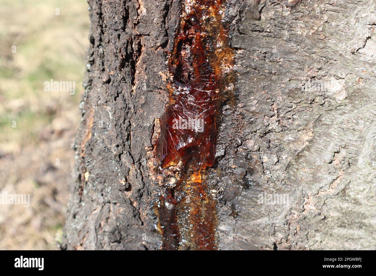 A closeup shot of the sap oozing out of the tree trunk in a forest