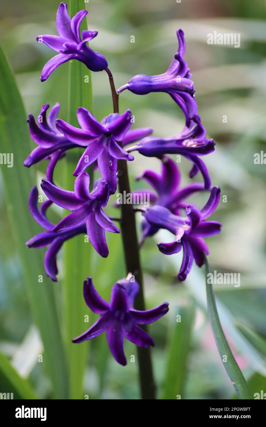 Blue garden hyacinth in spring (Hyacinthus orientalis) Stock Photo