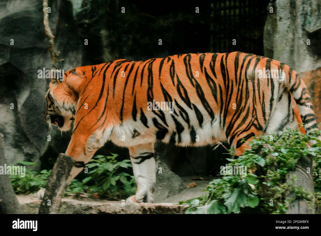 A tiger walking in an exhibit zoo enclosure That tiger It is considered a predator of prey in the animal ecosystem. Stock Photo