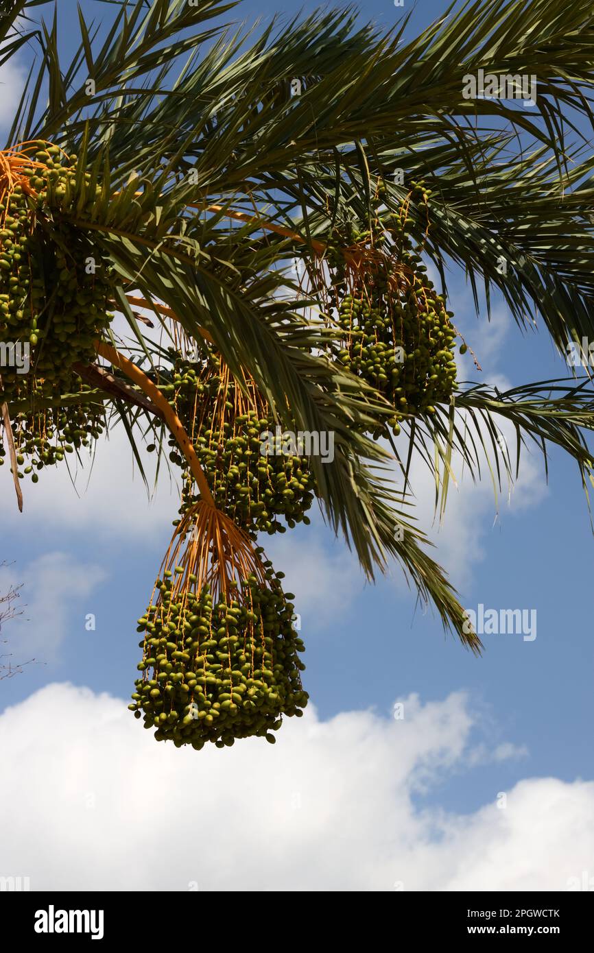 Image of some branches of a date palm (Phoenix dactylifera) that have ...