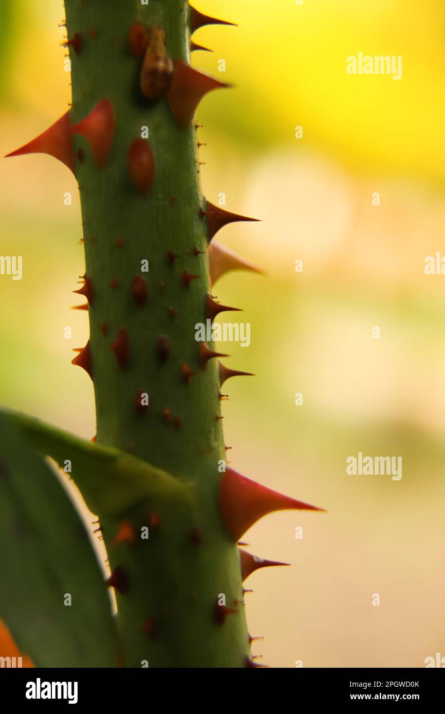 Thorn rose vertical. Trimmed rose bush. Closeup part of thorn bush