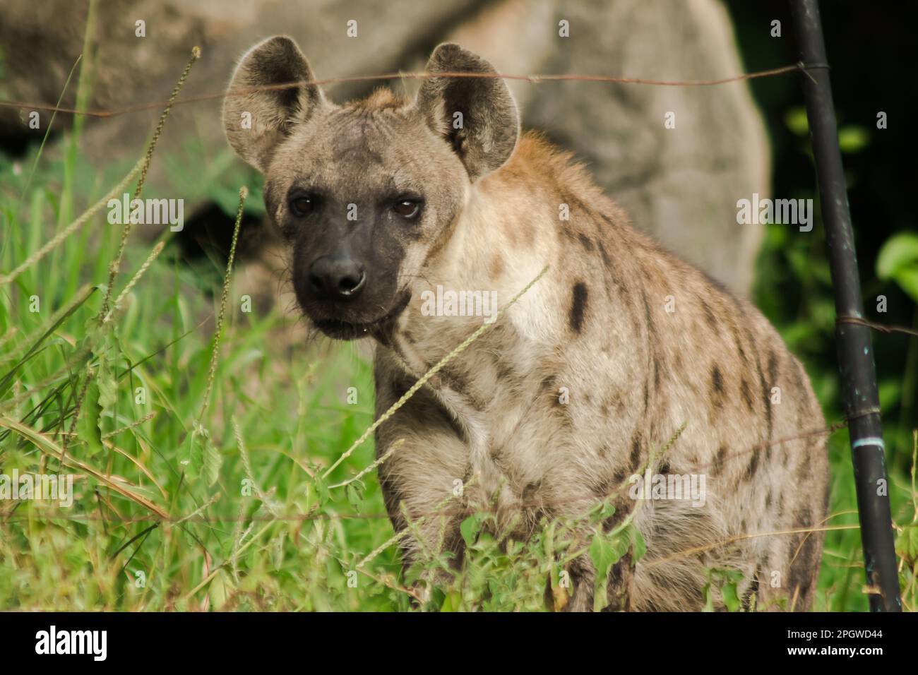 Spotted Hyaena looking. Hyaena is the largest type of hyena.Polka-dot hyenas  are similar to common hyenas. But bigger Have a body weight of up to 60–7  Stock Photo - Alamy