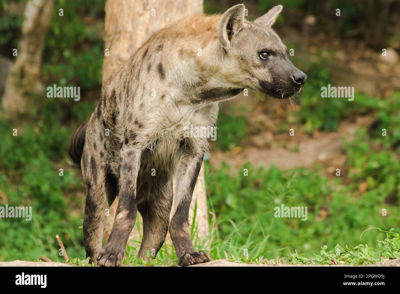 Spotted Hyaena looking. Hyaena is the largest type of hyena.Polkadot