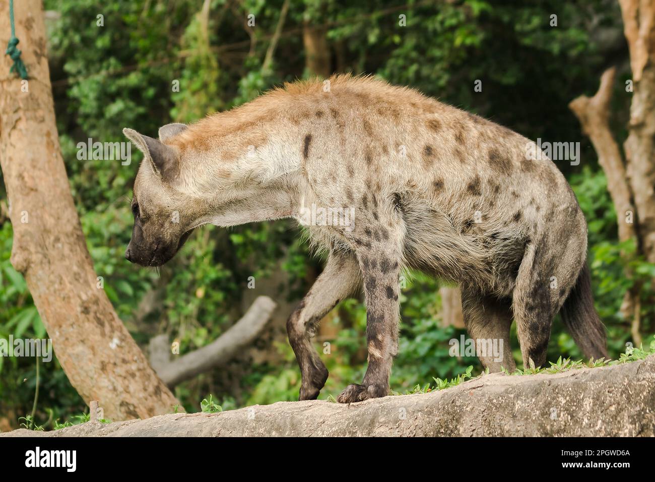 Spotted Hyaena looking. Hyaena is the largest type of hyena.Polka-dot