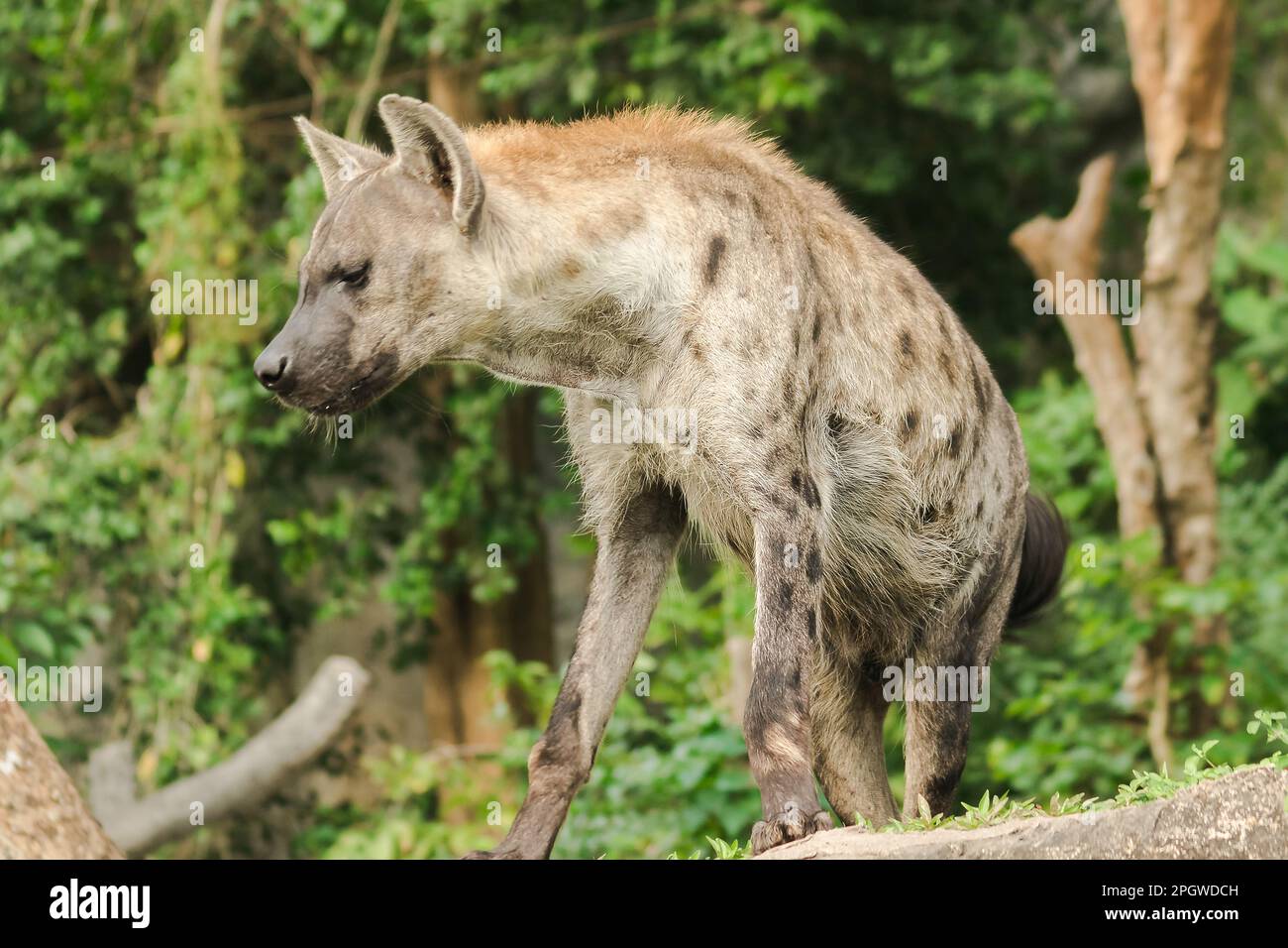 Spotted Hyaena looking. Hyaena is the largest type of hyena.Polka-dot