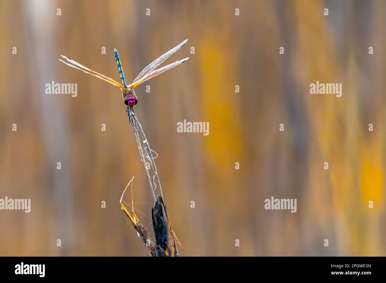 A Dragonfly resting on a dry branch Stock Photo - Alamy