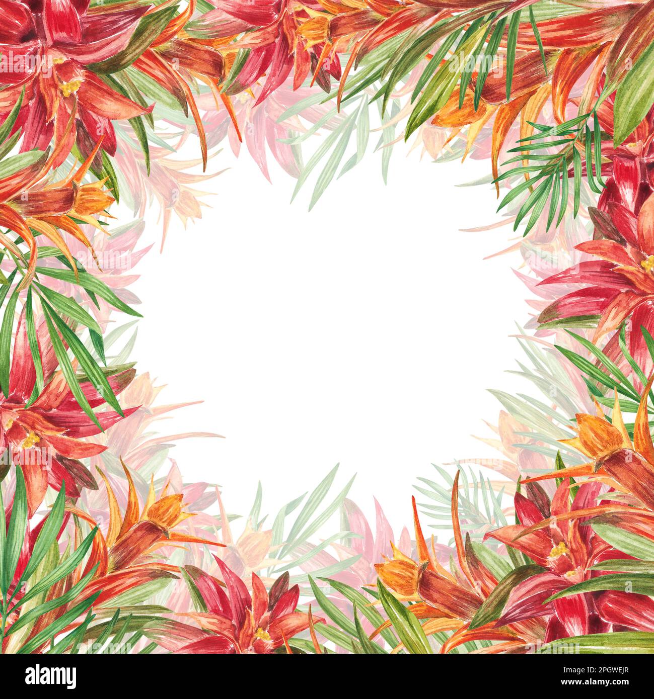 Tropical bromeliad plant with red and green leaves, Frame in watercolor. The illustration is highlighted on a white background. Spring or summer flowe Stock Photo