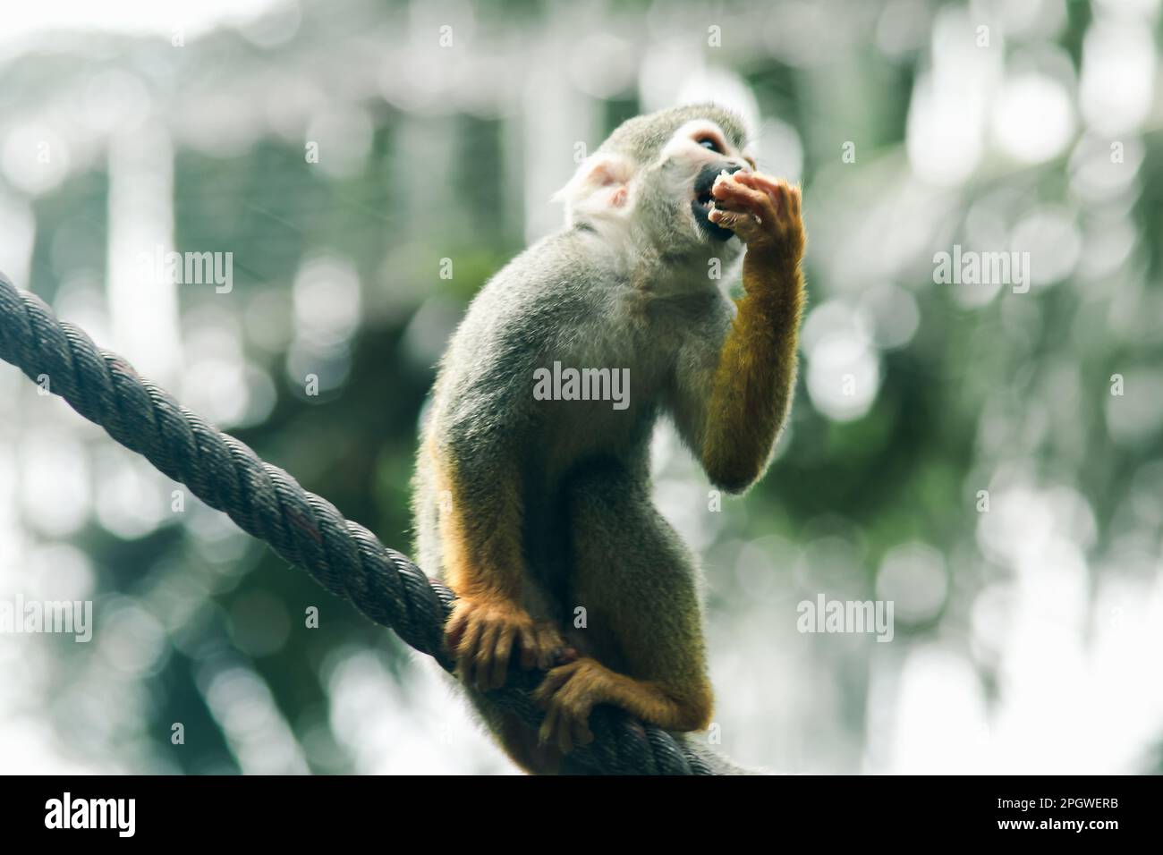 Squirrel Monkey is climbing a rope and eating. They are mammals. A ...