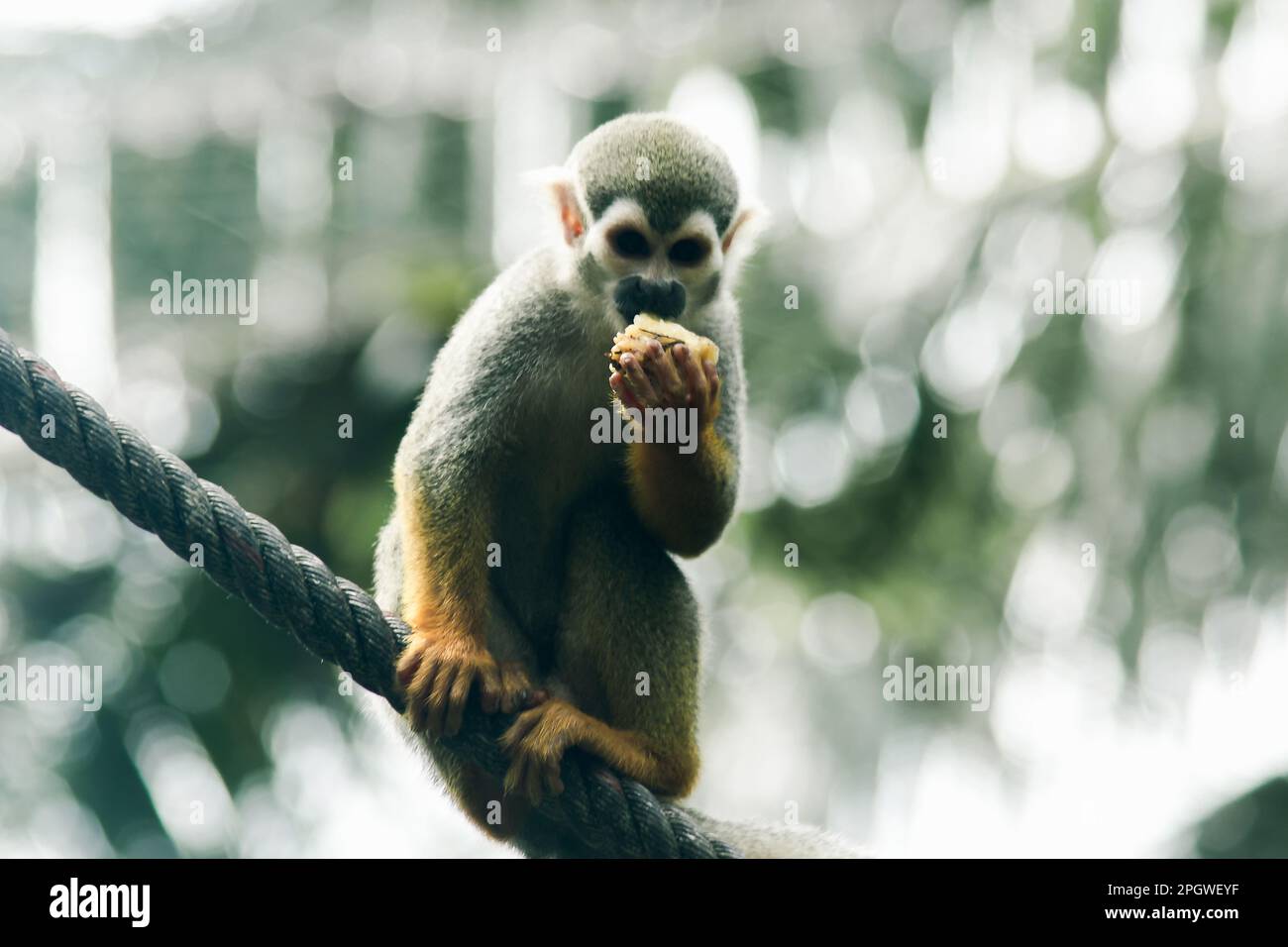 Squirrel Monkey is climbing a rope and eating. They are mammals. A ...
