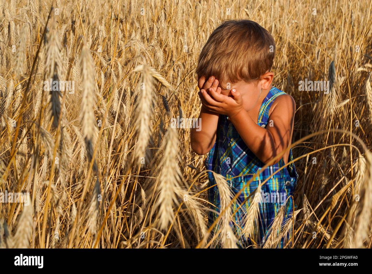 A toddler in a plaid suit plays hide and seek in a wheat field. Fun summer holidays in the village. A baby cries in the field Stock Photo