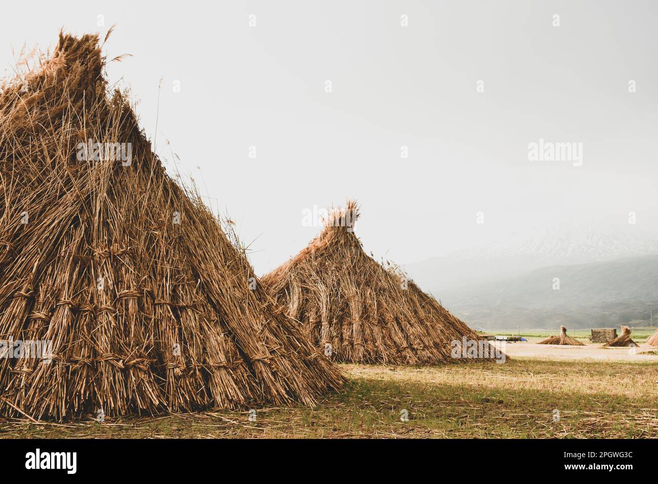 Level Stack Float Multi Level Stack Reed Reed stack in field Stock Photo - Alamy