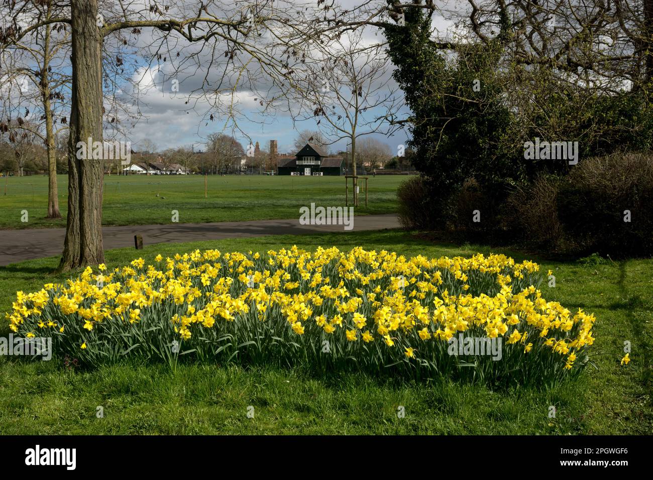 Daffodils in Victoria Park, Leamington Spa, Warwickshire, England, UK Stock Photo