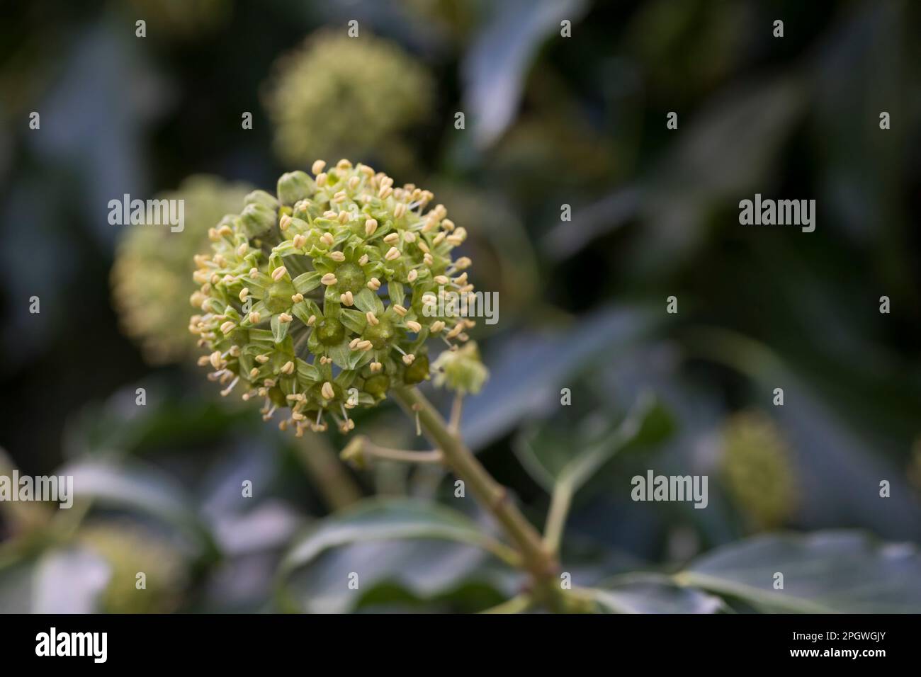 Efeu, Blüten, blühend, Hedera helix, Ivy, Common Ivy, English Ivy, flower,  bloom, blooms, blossom, blossoms, Lierre grimpant Stock Photo - Alamy