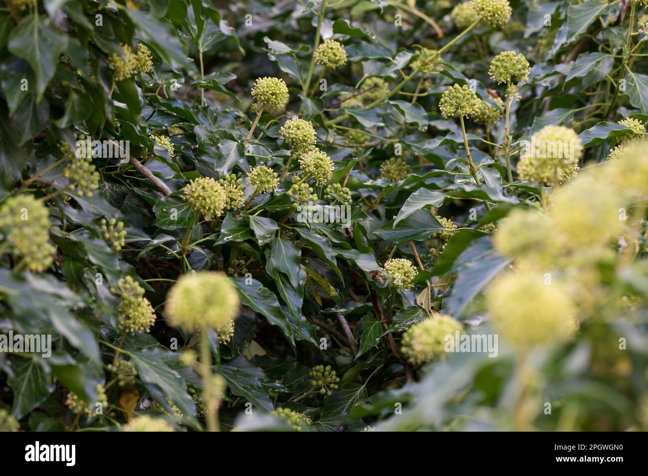 Efeu, Blten, blhend, Hedera helix, Ivy, Common Ivy, English Ivy, flower,  bloom, blooms, blossom, blossoms, Lierre grimpant Stock Photo - Alamy