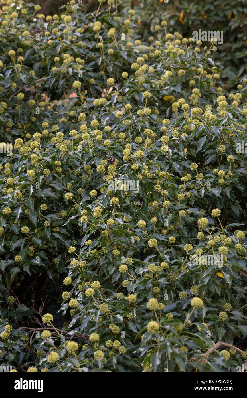 Efeu, Blüten, blühend, Hedera helix, Ivy, Common Ivy, English Ivy, flower, bloom, blooms, blossom, blossoms, Lierre grimpant Stock Photo