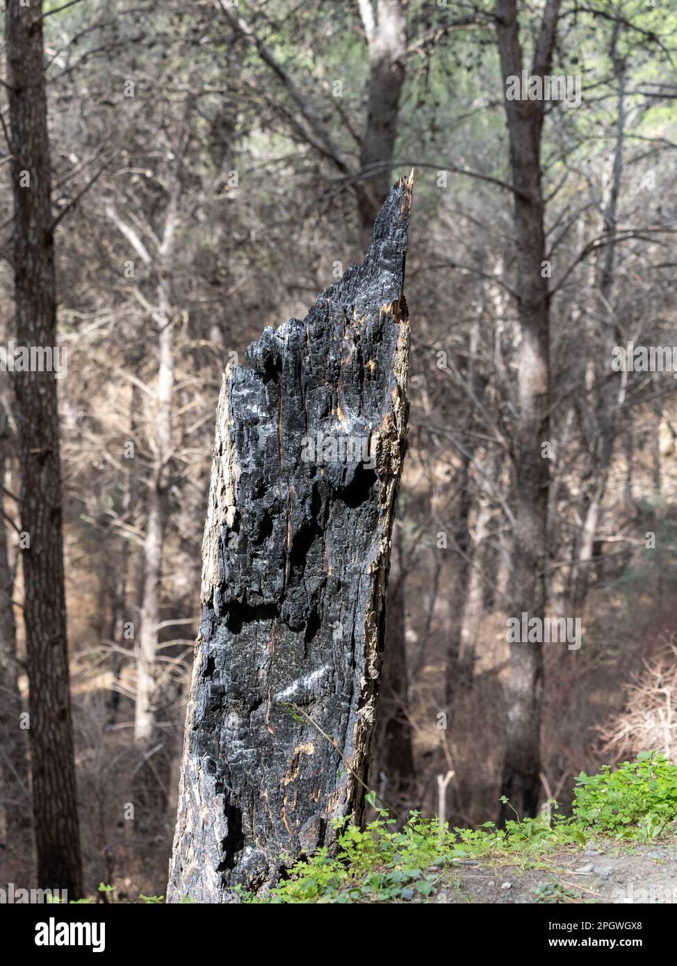 Burnt wood texture , a piece of pine that turned into black coal after
