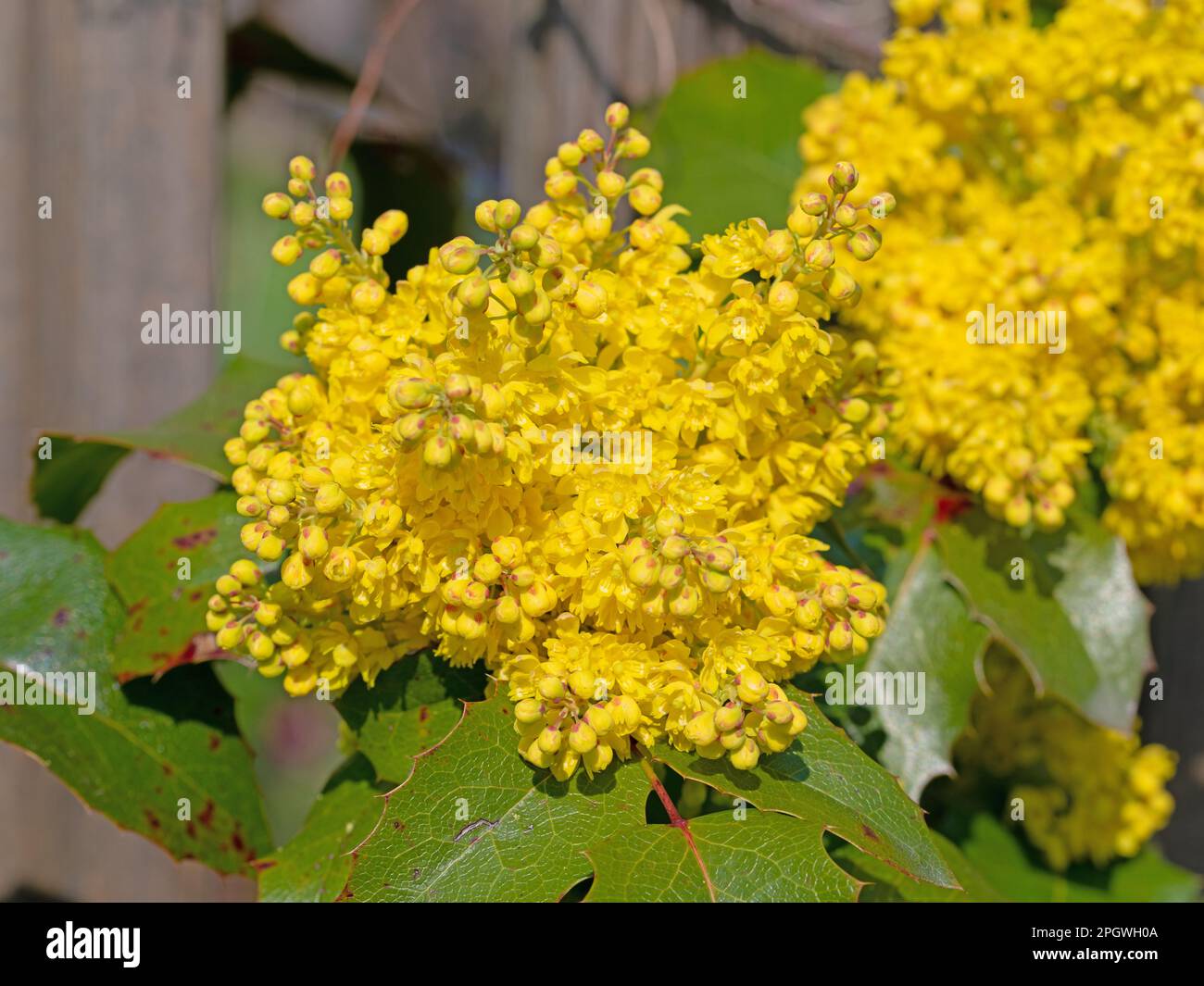 Yellow flowered Mahonia in spring Stock Photo Alamy