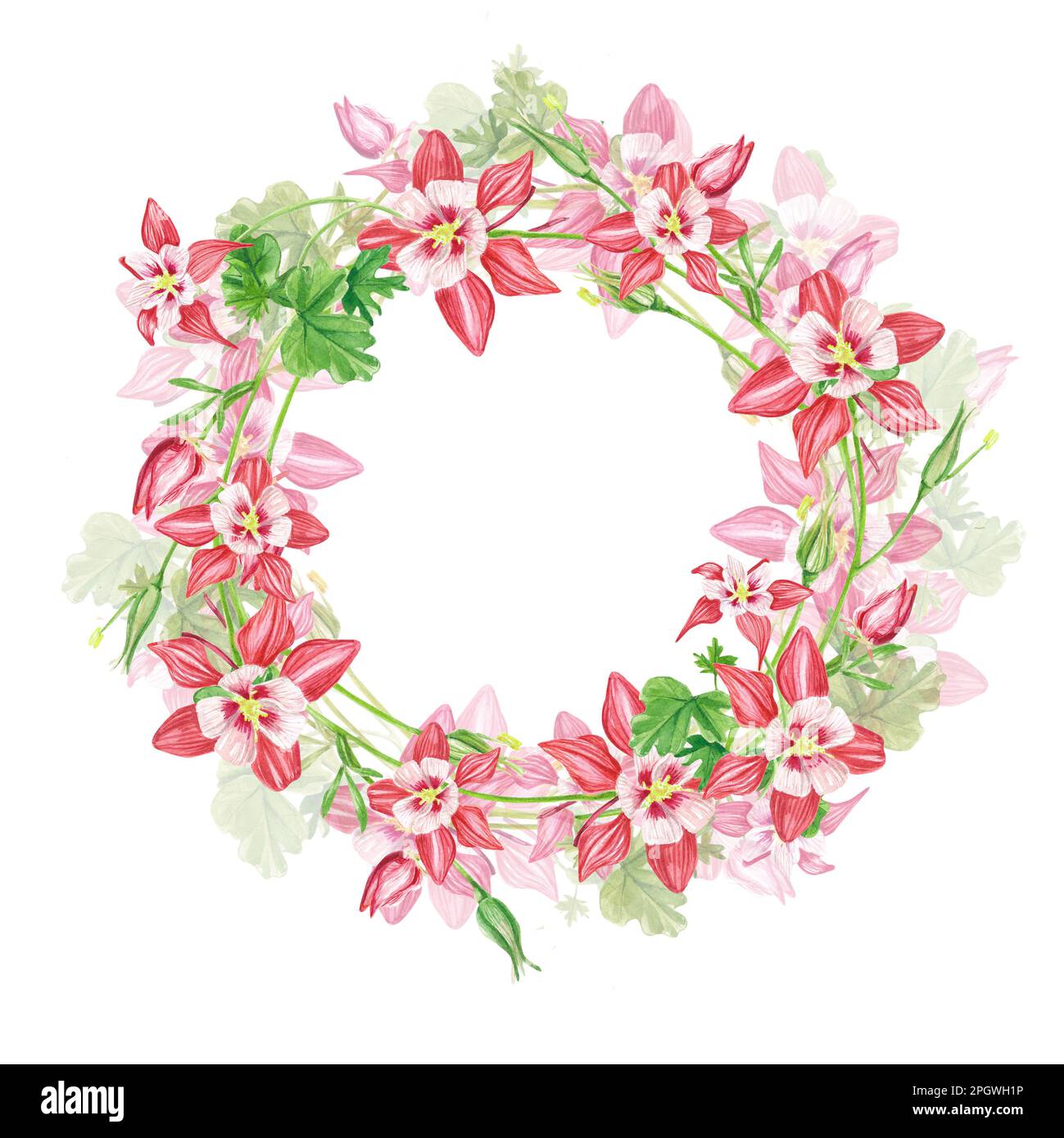 Frame pink columbine flowers. Exotic plants . A watercolor set of flowers and leaves, a hand-drawn floral illustration highlighted on a white backgrou Stock Photo