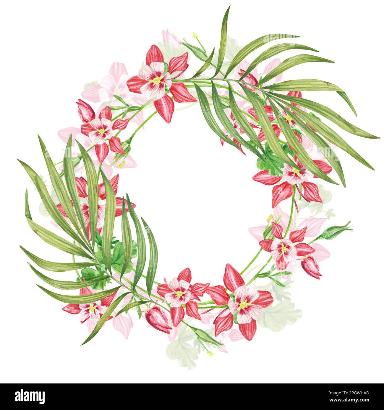Frame pink columbine flowers. Exotic plants . A watercolor set of flowers and leaves, a hand-drawn floral illustration highlighted on a white backgrou Stock Photo