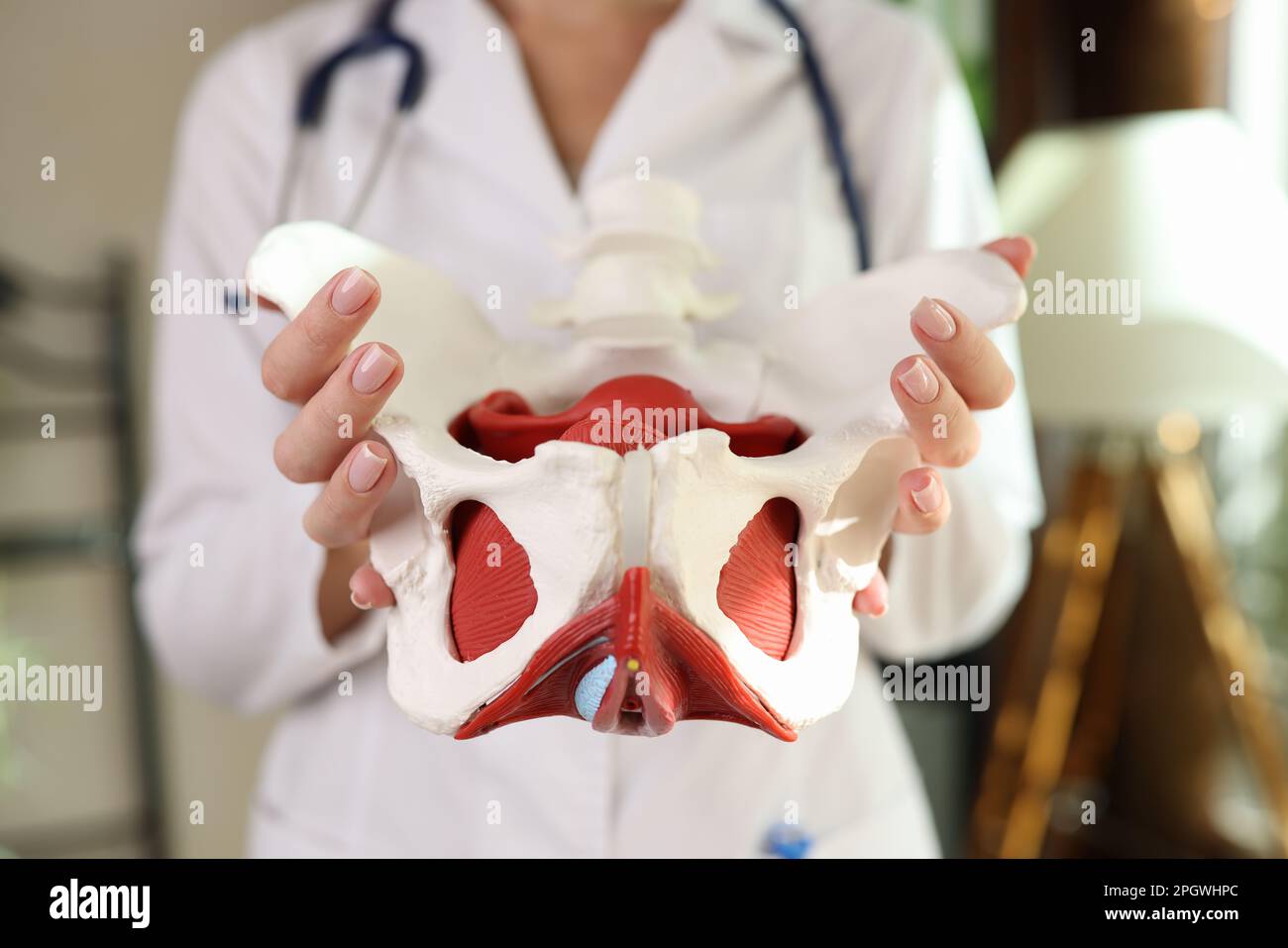 Gynecologist shows female pelvis with reproductive organs Stock Photo