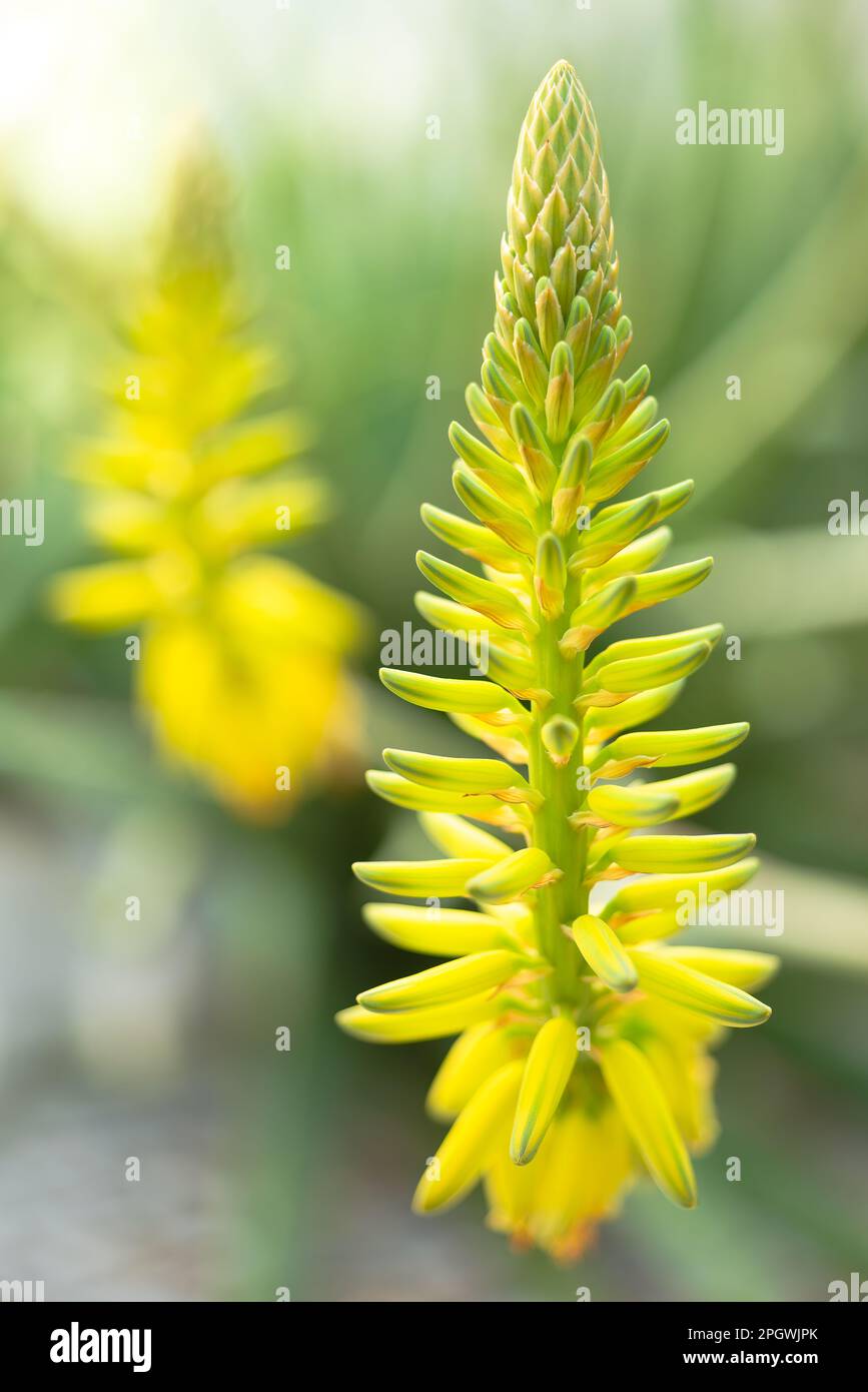 Aloe vera plant growing hires stock photography and images Alamy