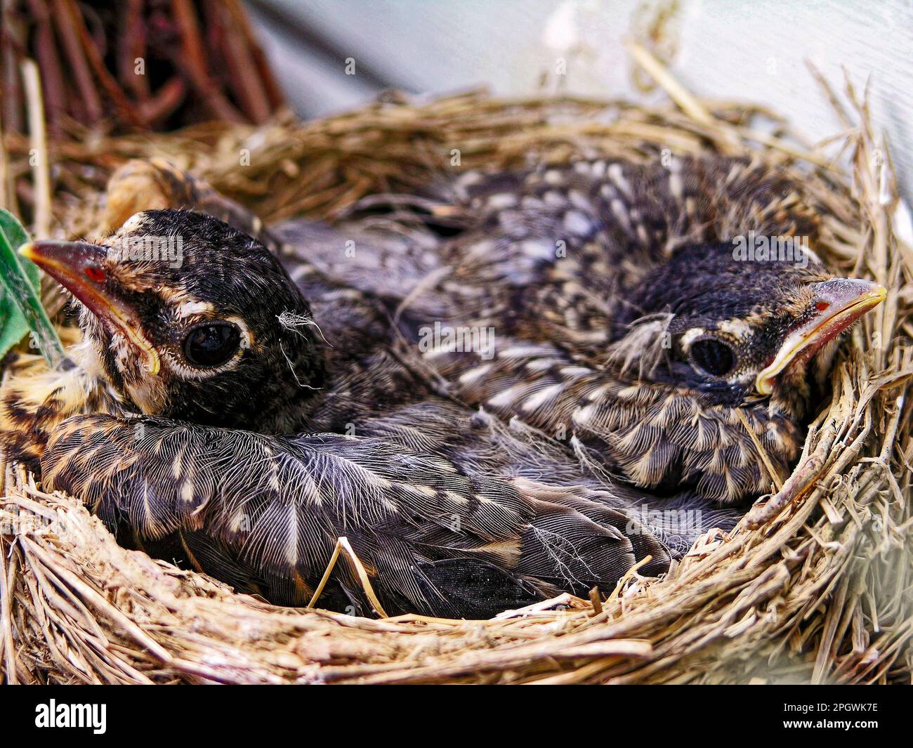 cute baby birds in nest